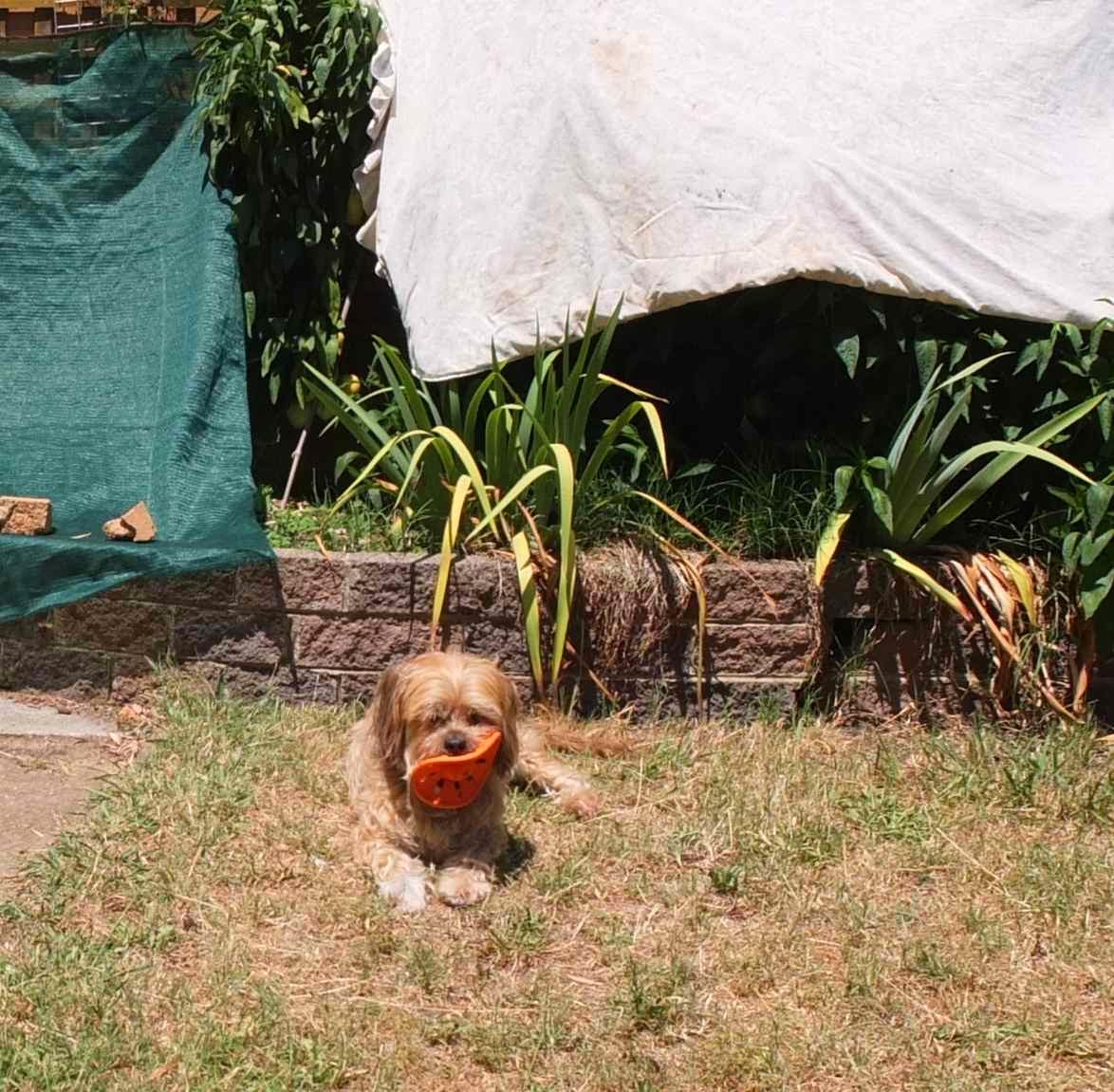 My dog mad dogs go out in the midday sun