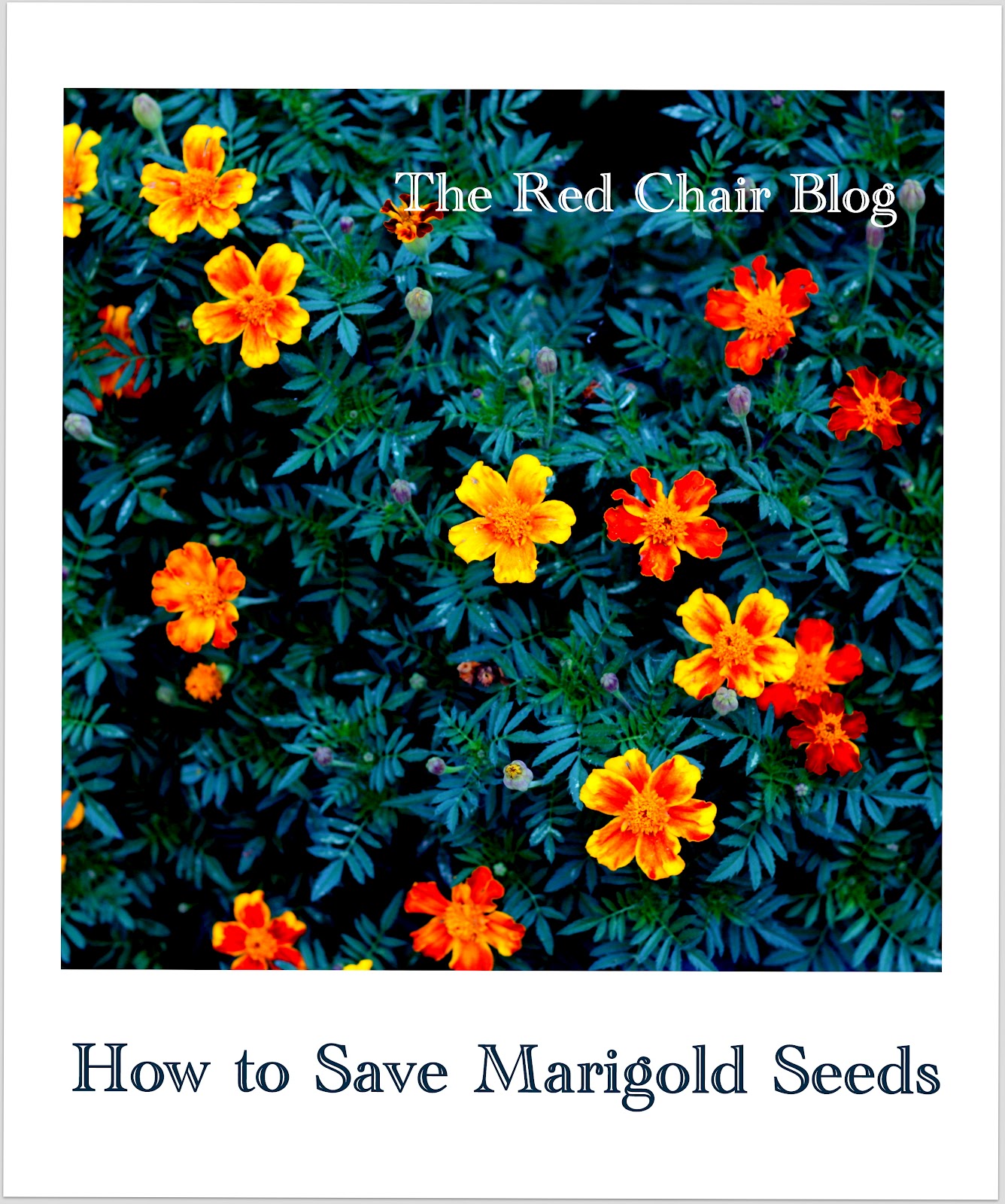 The Red Chair Blog How To Save Marigold Seeds
