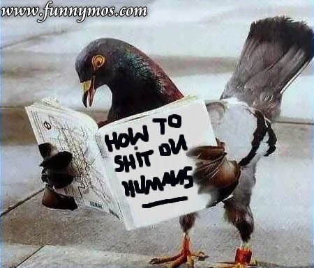 amazing+funny+birds+pictures+images+2