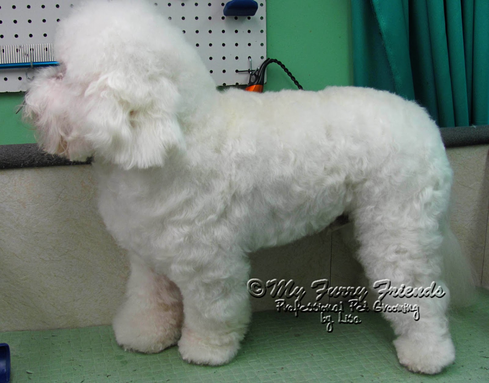 Why Does My Dog Hate Being Groomed