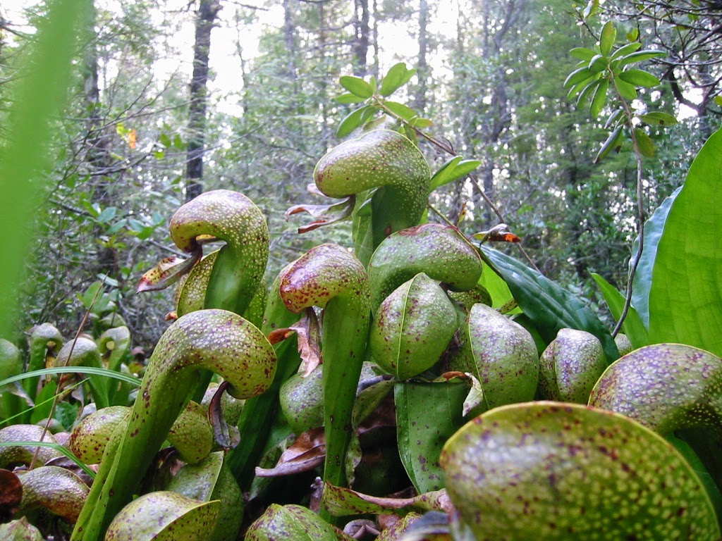 Blok888 Top 10 Amazing Carnivorous Plants in the world