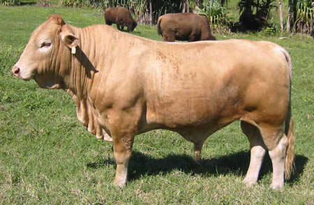 hybrid animal - beefalo