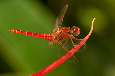 Fotografía de Naturaleza 