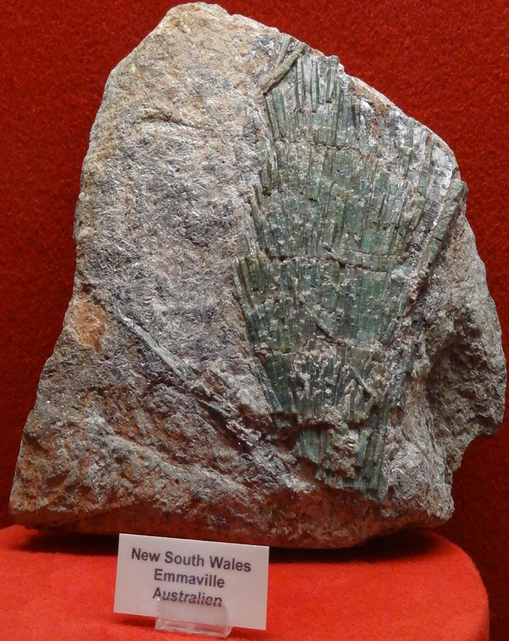 Fossil corals