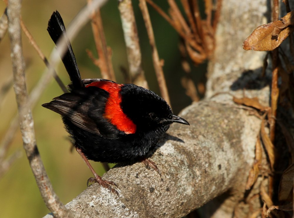tyto tony Redbacked Wrens fairy flitters