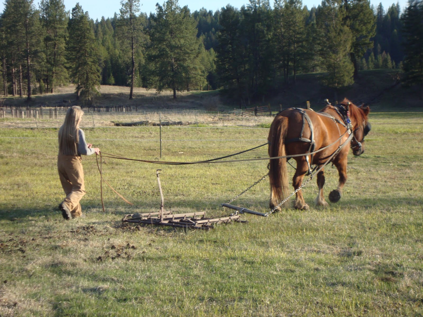 Doc Hammill Horsemanship Videos and Horse Powered Farm Work Harrowing
