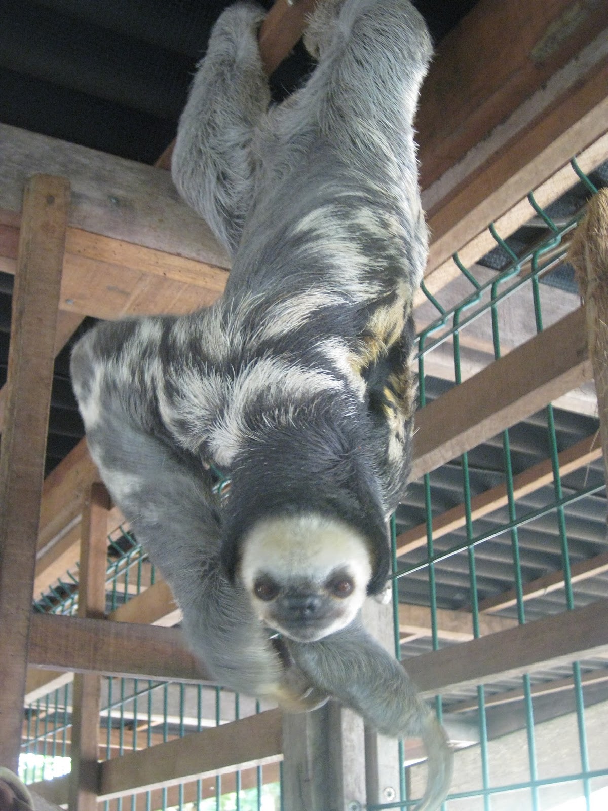 Teaching in French Guiana: Chou-aï, the sloth sanctuary