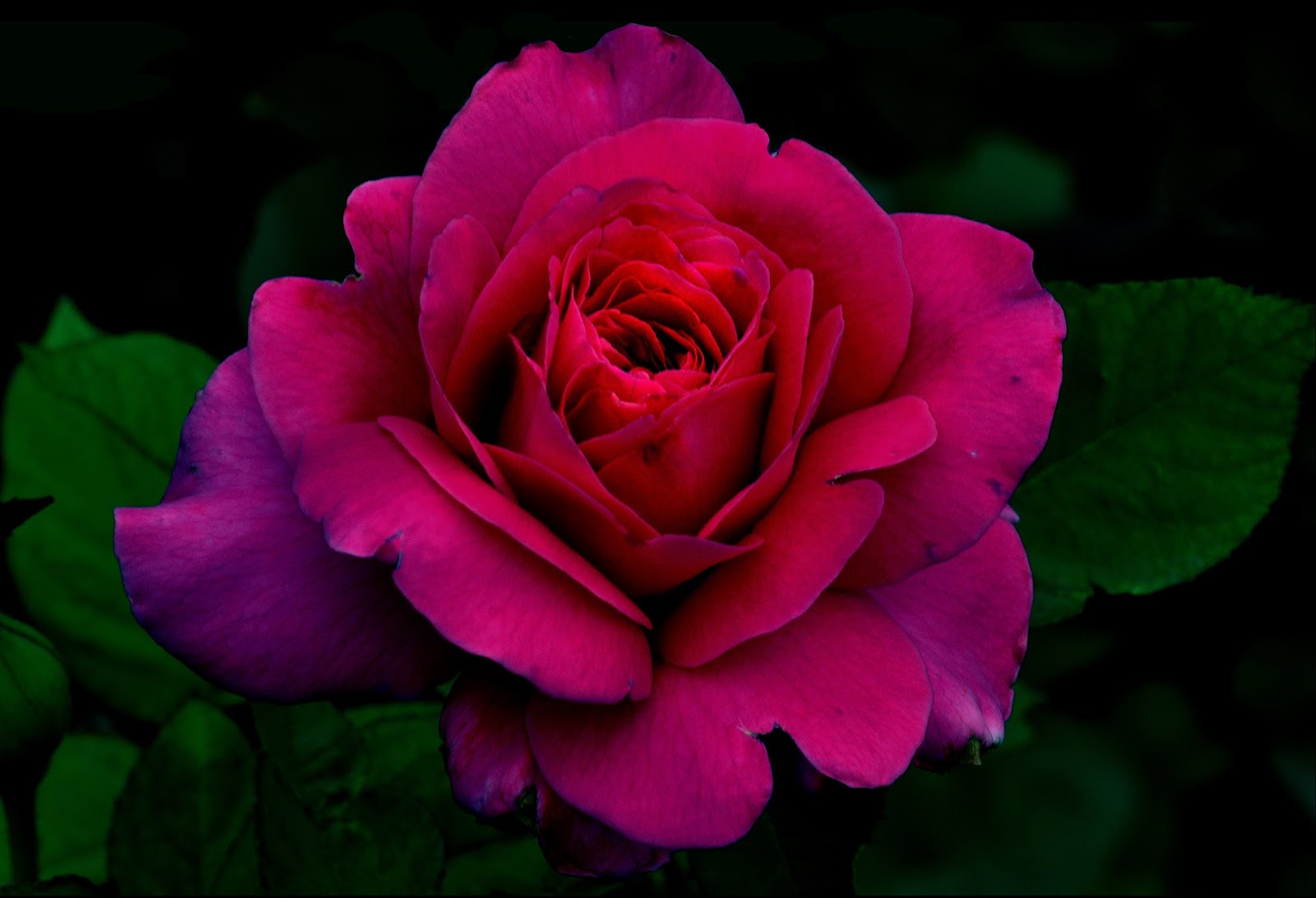 Te regalo una rosa - Página 10 Imagenes-y-fotos-de-flores-para-fondos-y-wallpapers-gratis-free-flowers-photos+(1)