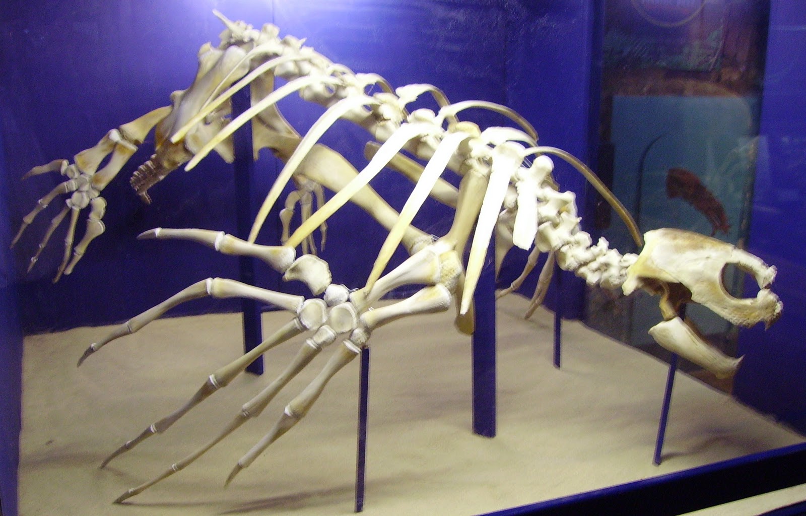 What are some facts about a turtle's skeleton?