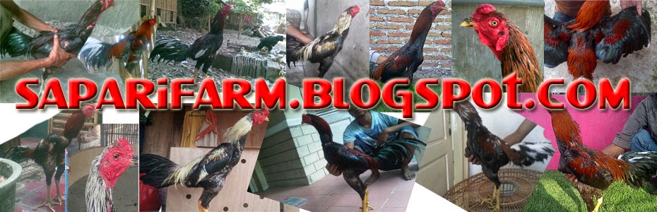 Mei 2012 Saparifarm Surabaya Peternak Ayam Aduan, Ayam