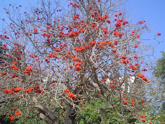 Primavera roja