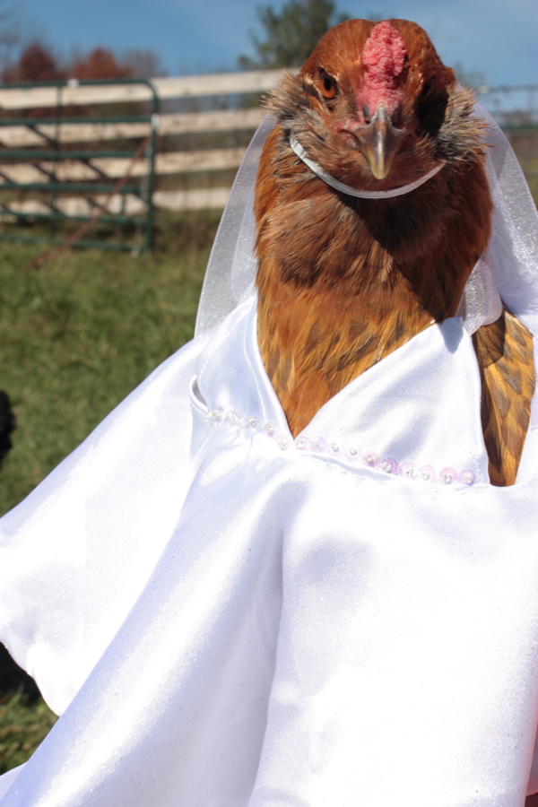 BaGawks Chickens in tiny costumes wedding chicken