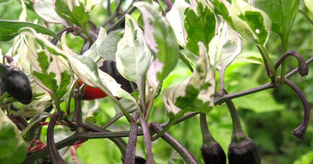 Purple Tiger Cara tanam semai berantas hama