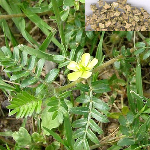 Tribulus fruit (Baijili)Tribulus terestrisFructus Tribuli Terrestris