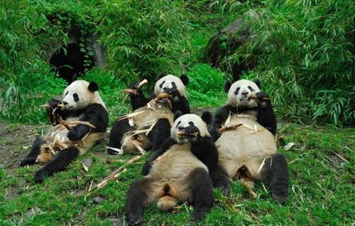panda-eating.jpg