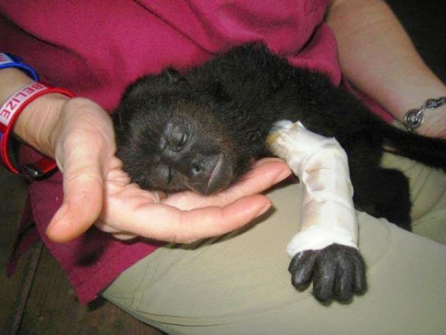 #17. This innocent baby howler monkey is being nurtured after a severe arm injury. - 24 Happy Animal Photos Made Possible By The People Who Saved Them. #17. This innocent baby howler monkey is being nurtured after a severe arm injury. - 24 Happy Animal Photos Made Possible By The People Who Saved Them.