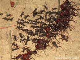 Army Ants!
