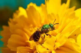 bee bee types