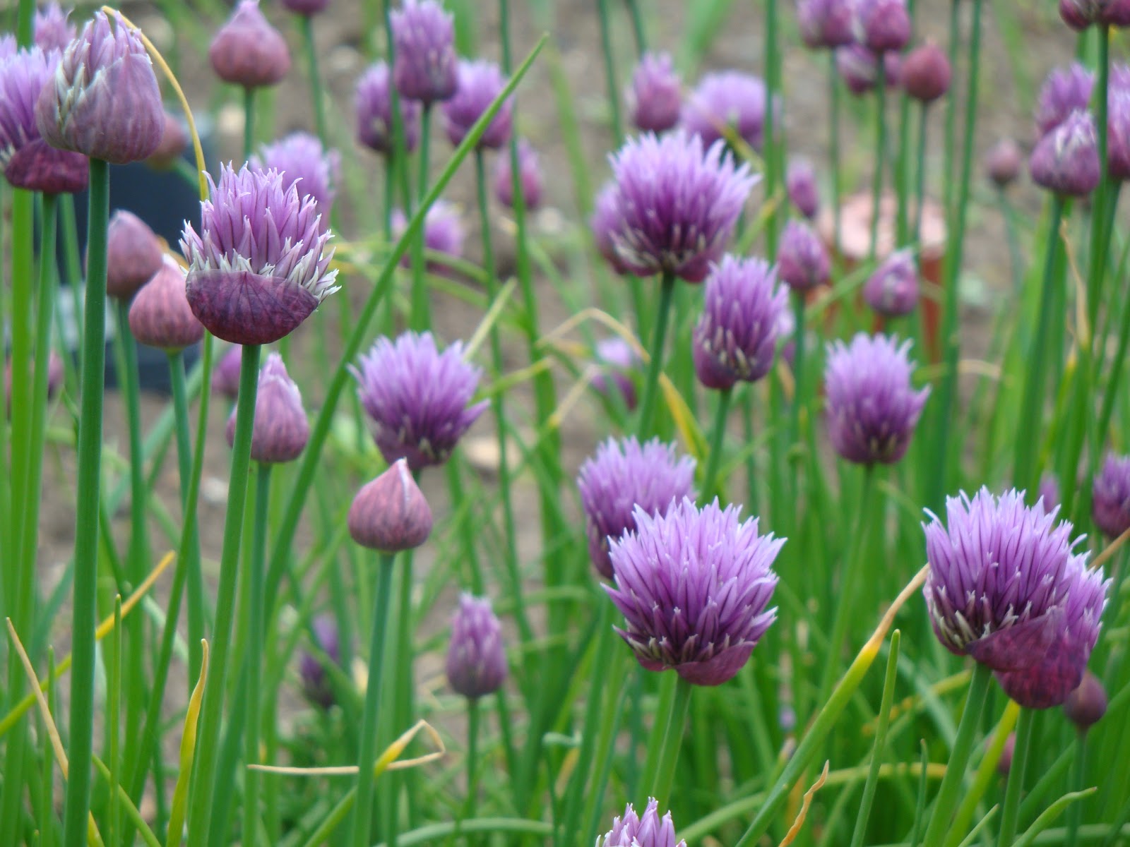 Chives What to plant with your Kids Kidsinthegarden