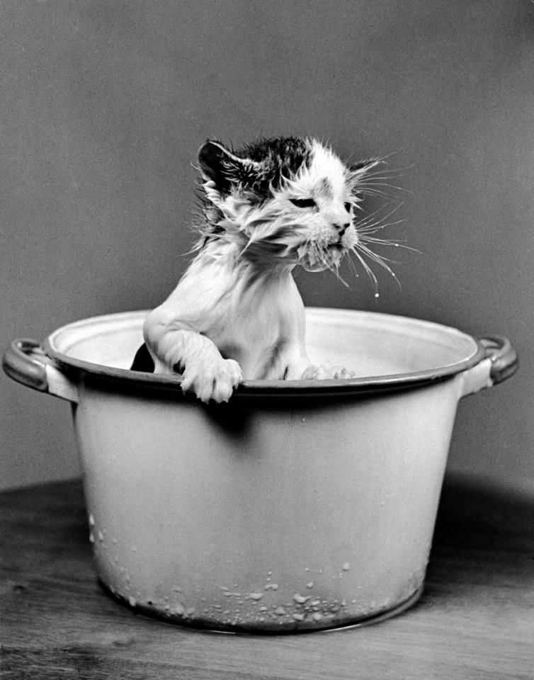 Funny Photos of Cats by Nina Leen vintage everyday
