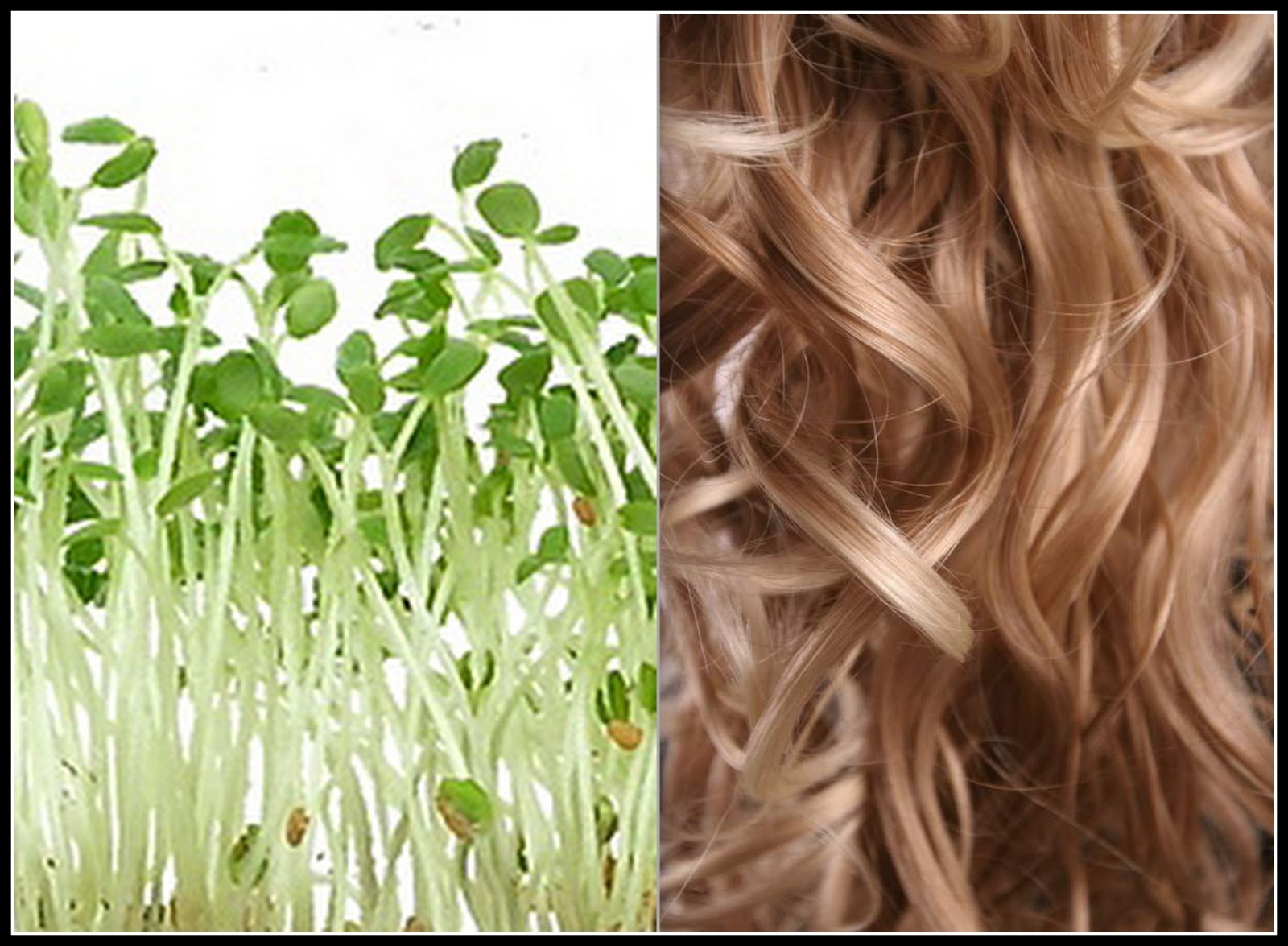 Vegetarian Hates Vegetables