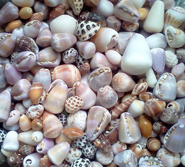 SomethingSeaBlue A Quick Glimpse Into Kauai Shelling Trip!