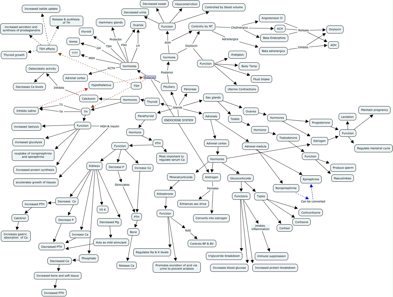 DJ and the PA journey: Endocrine, Christmas break, and spring semester