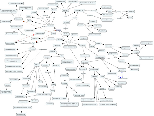 DJ and the PA journey: Endocrine, Christmas break, and spring semester