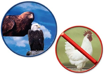 The Dreamers blog!: THE EAGLE WHO THOUGHT HE WAS A CHICKEN.