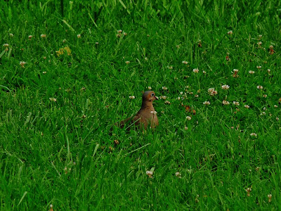 Mourning Dove