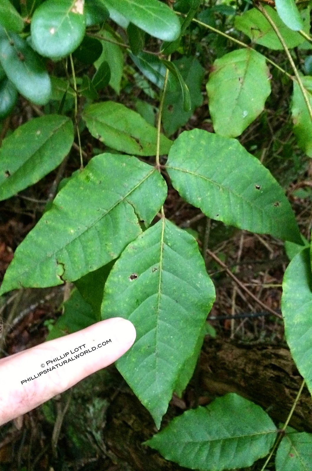 Poison Ivy Phillip�s Natural World