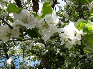 Apple Blossoms...