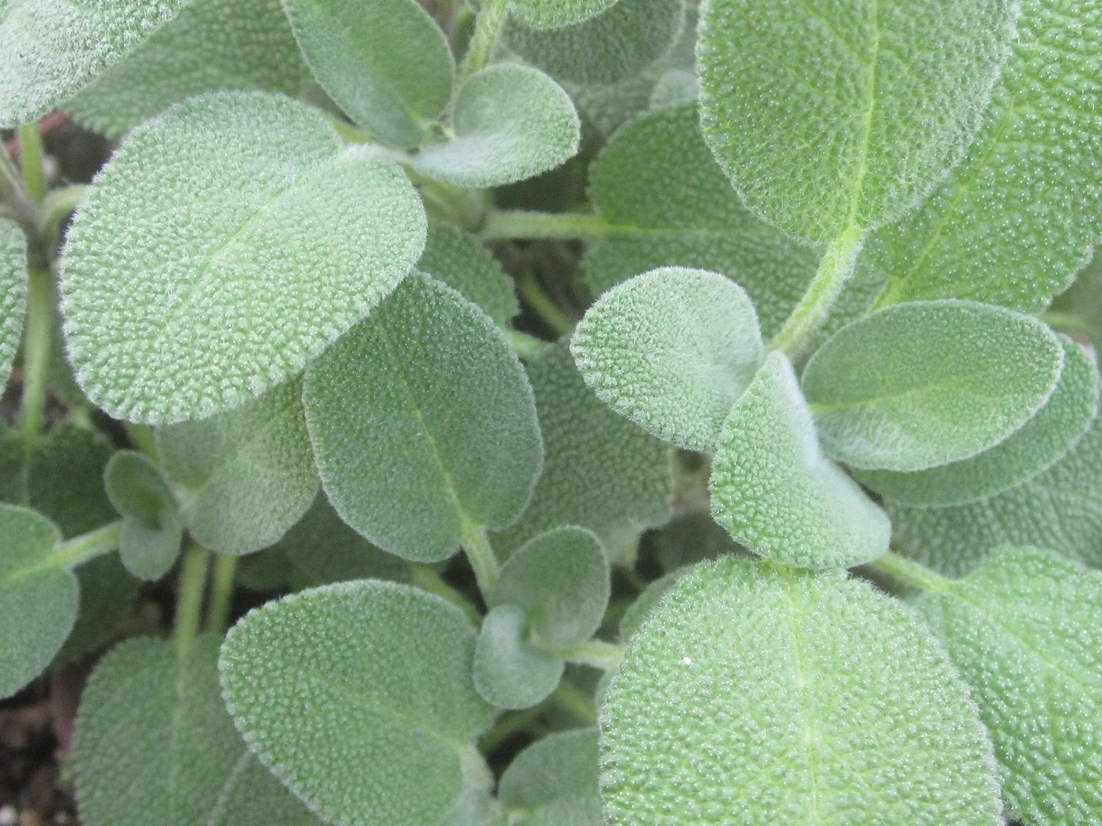 Tropical Texana SALVAGING SAGE WAS THE RIGHT DECISION