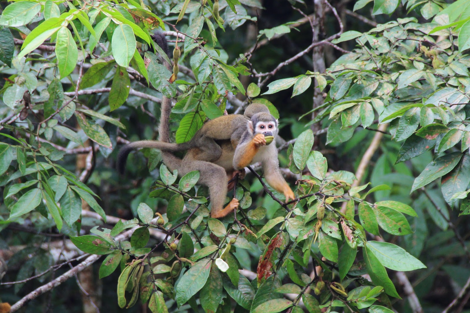 South of the Equator The Ecuadorian Amazon Rainforest
