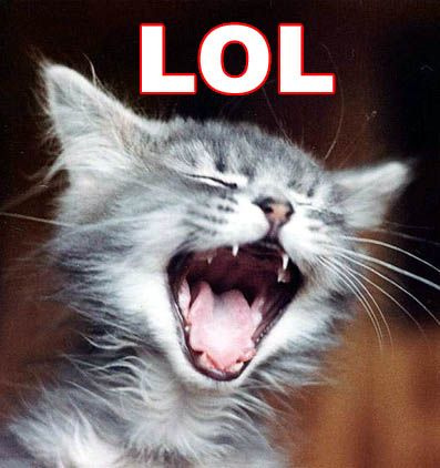 lol-cat-cats-kitten-kitty-pic-picture-funny-lolcat-cute-fun-lovely-photo-images.jpg