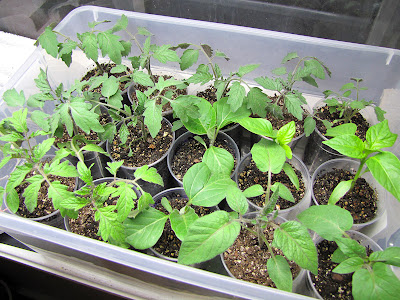 Bucolic Bushwick 2011 Seedlings
