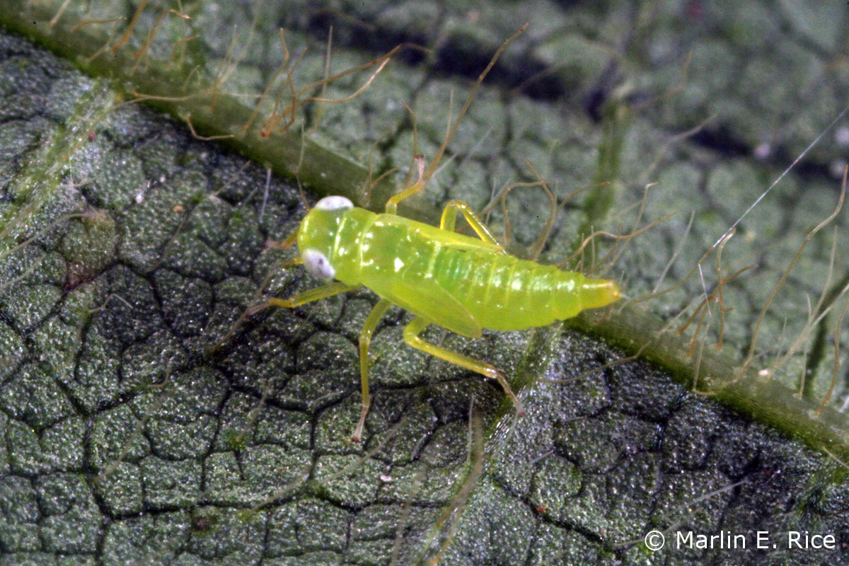 It's a bug's life Potato leafhoppers have arrived
