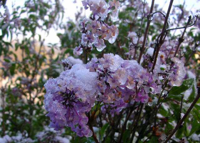 Phyto Files Buddleja Davidii Butterfly Bush Summer Lilac