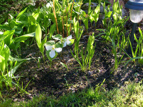 Trillium grandiflorum