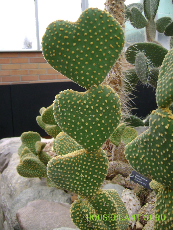 Houseplant Guru Hearts Aplenty