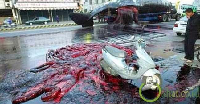 50 ton-paus meledak di jalur kawasan perbelanjaan 50 ton-paus meledak di jalur kawasan perbelanjaan