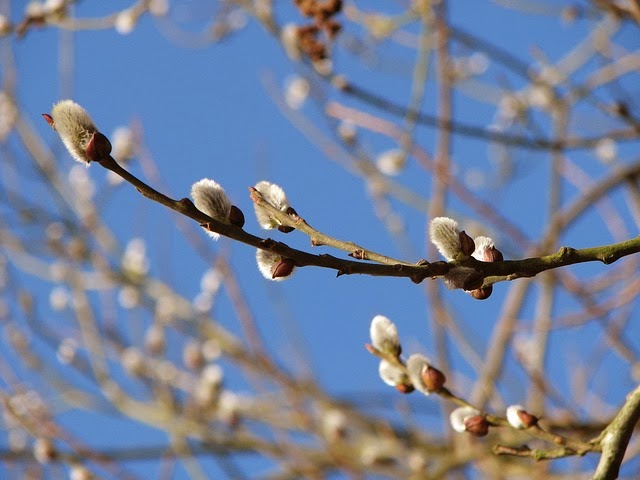 Weidenkätzchen, Fastenzeit, Homeschool Blog, Bernice und Jan Zieba