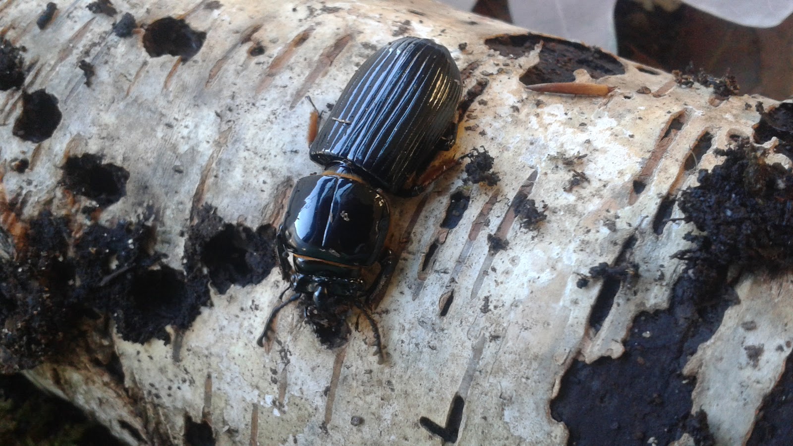 15 Minute Field Trips: Bess Beetles