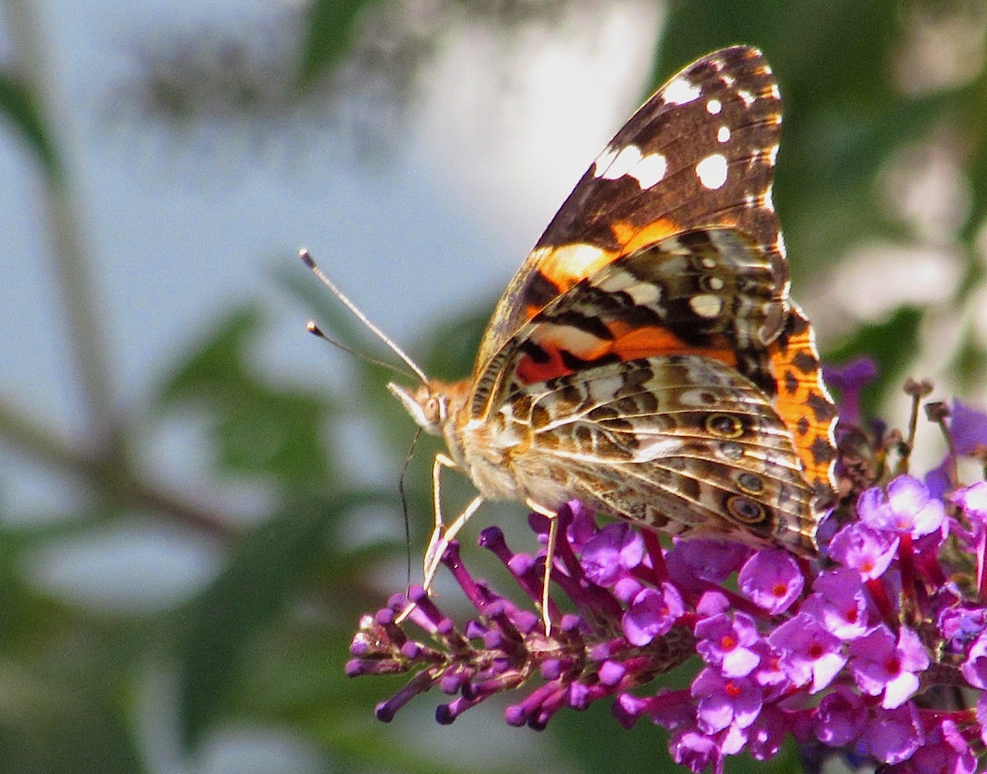 Native Texas Nursery Butterflies And Angels And Everything Nice