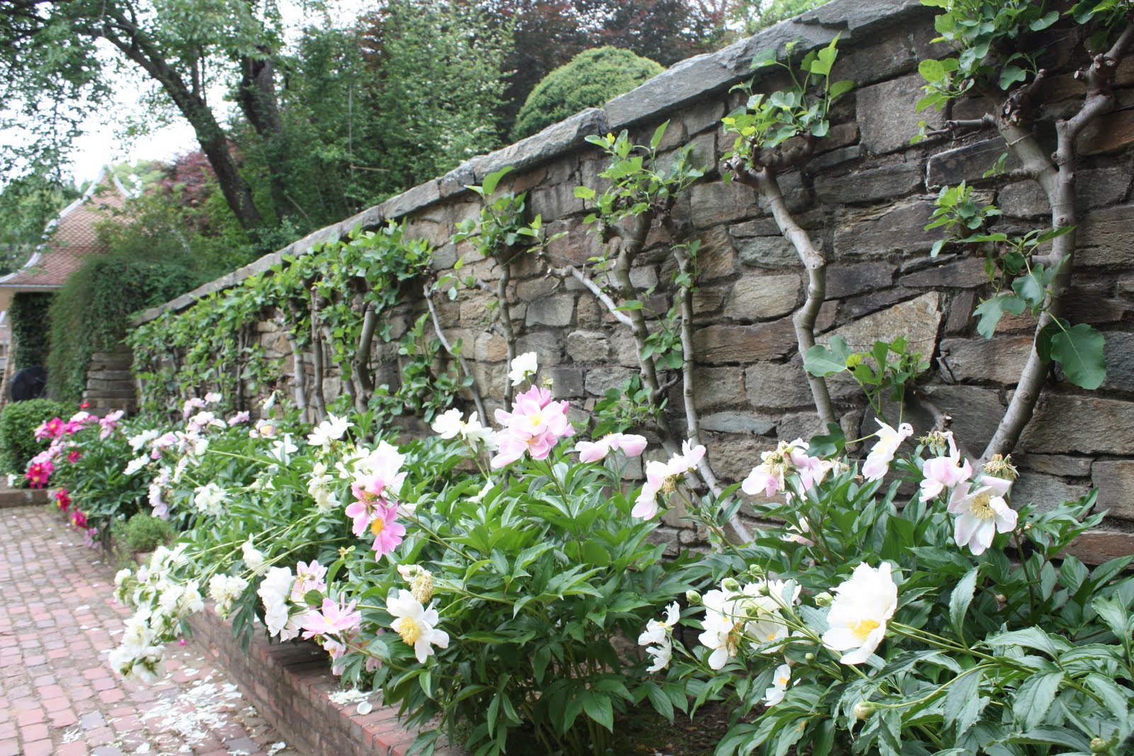 how to grow peonies the garden of eaden how to grow peonies the garden of eaden
