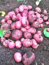 First Harvest Reds