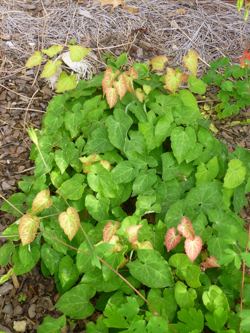 Great Native Shrubs Fothergilla Mt Airy And Blue Shadow