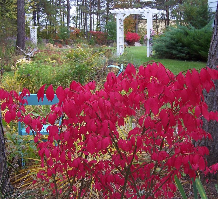 Burning Bush Poisoning In Dogs Symptoms Causes Diagnosis