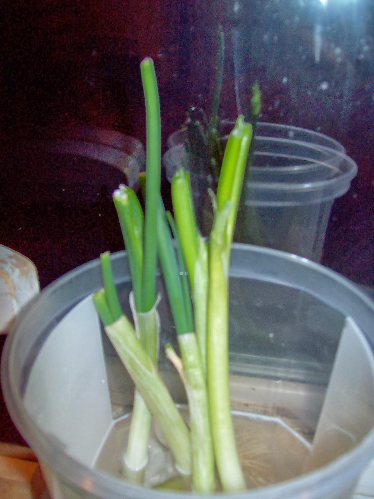 Sceleratus Classical Academy Growing Green Onion From Scraps?