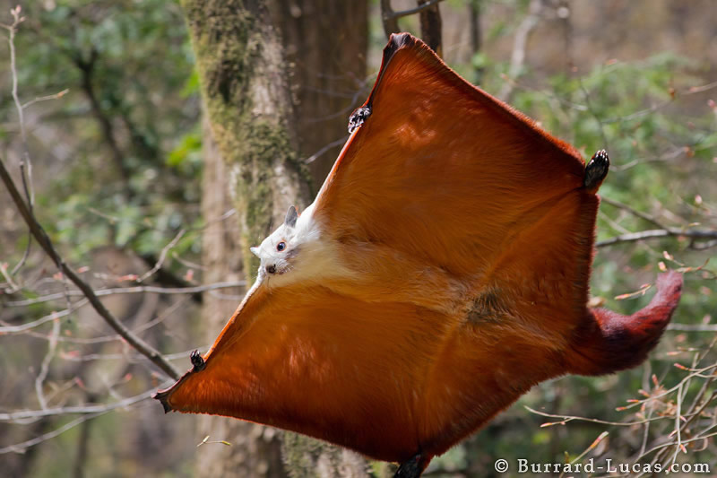 صور مدهشه للحيوانات ملتقطه في أوضاع نادره Giant+Flying+Squirrel